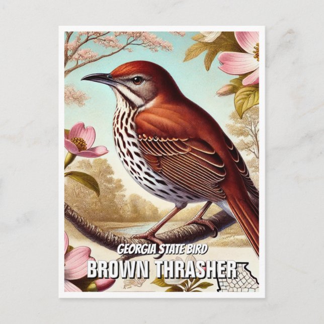 Cartão Postal Georgia State Bird Brown Thrasher (Frente)