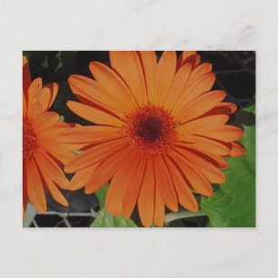 Cartão Postal Geradores de Laranja