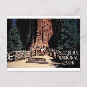 Cartão Postal Geral Sherman Sequoia Parque Nacional Vintage