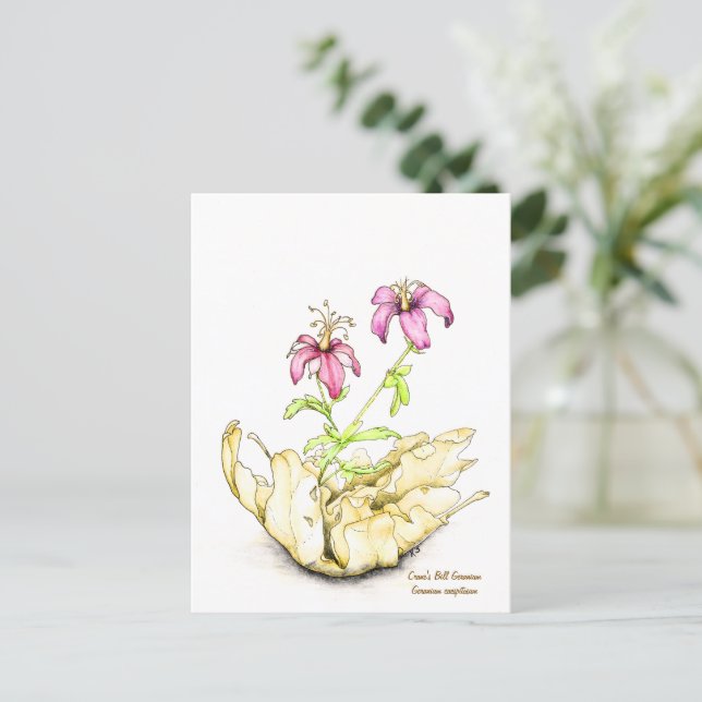 Cartão Postal Geranium wildflower watercolor (Em pé/Frente)