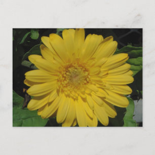 Cartão Postal Gerber Amarelo / Gerbera Daisy