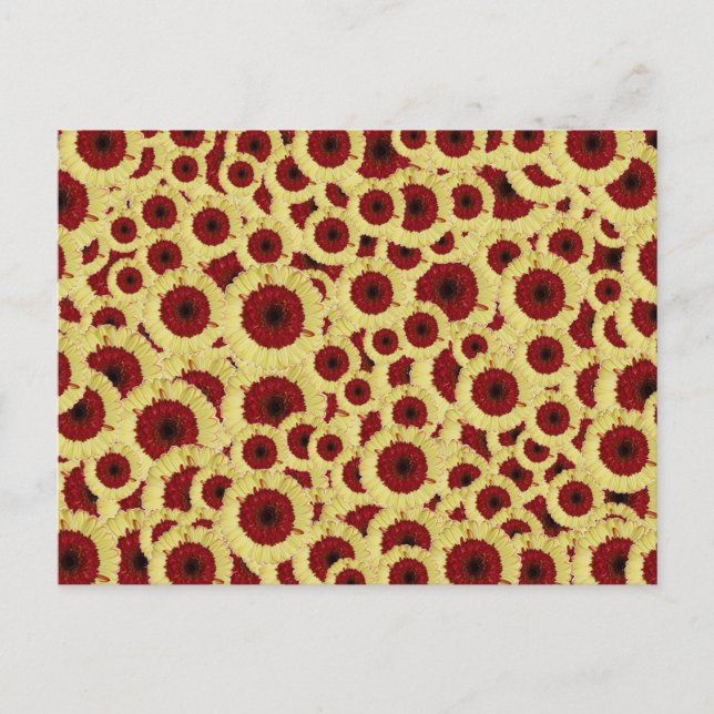 Cartão Postal Gerber Daisies (Frente)