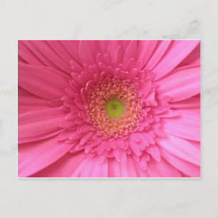 Cartão Postal Gerber Daisy Rosa