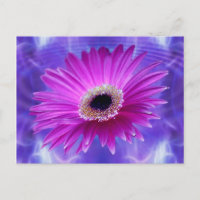 Gerber Daisy Rosa