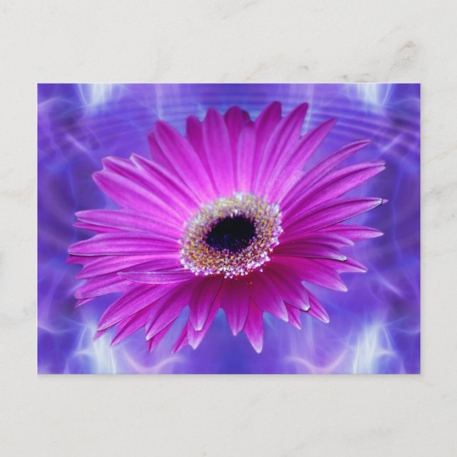 Cartão Postal Gerber Daisy Rosa (Frente)