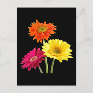 Cartão Postal Gerbera Daisies