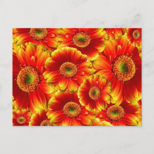 Cartão Postal Gerbera Daisies Amarelo e Laranja