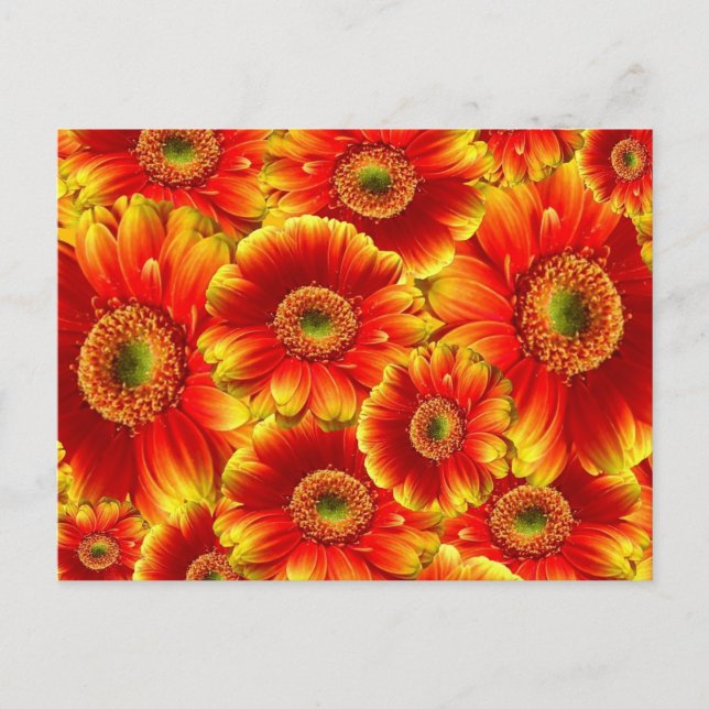 Cartão Postal Gerbera Daisies Amarelo e Laranja (Frente)