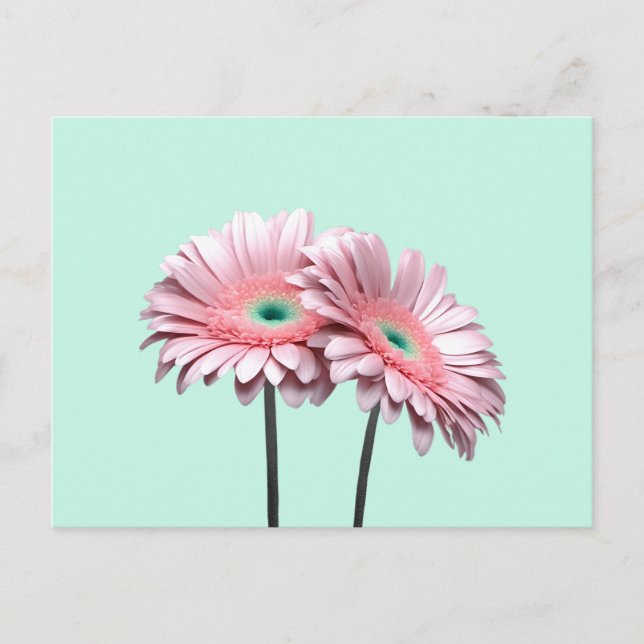 Cartão Postal Gerbera Daisies rosa (Frente)