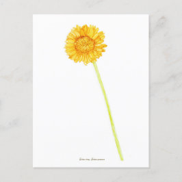Cartão Postal Gerbera Daisy
