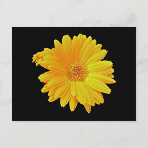 Cartão Postal Gerbera Daisy (Gerbera hybrida) - Amarelo