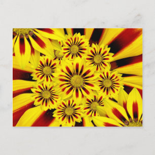 Cartão Postal Gerbera Daisy Sunflower, Amarelo e Vermelho Strike