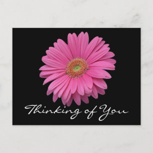 Cartão Postal Gerbera Margarida Flor Rosa Pensando em Você