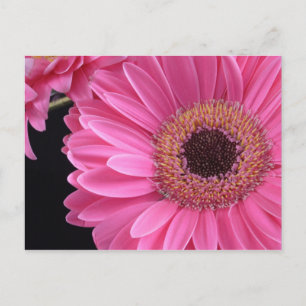 Cartão Postal Gerbera Rosa