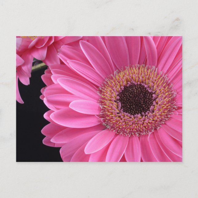 Cartão Postal Gerbera Rosa (Frente)