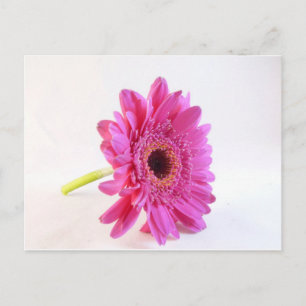 Cartão Postal gerbera rosa sobre branco