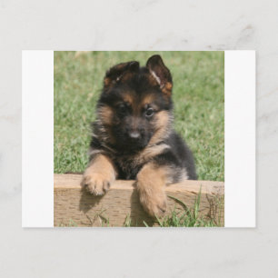 Cartão Postal german shepherd