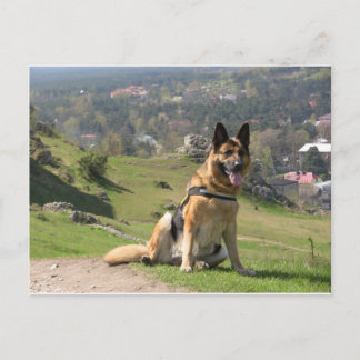 Cartão Postal German shepherd