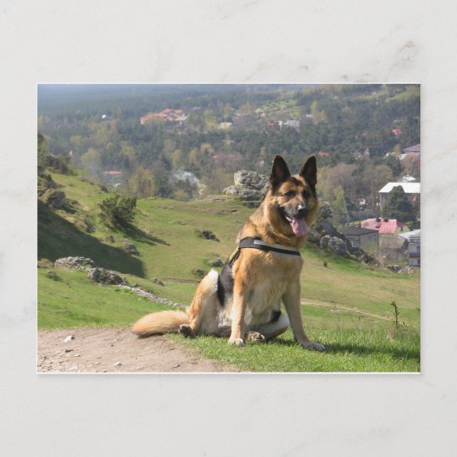 Cartão Postal German shepherd (Frente)