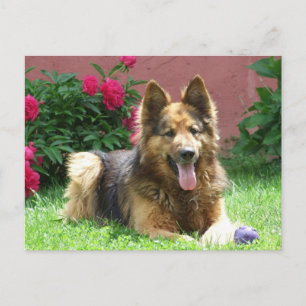Cartão Postal German shepherd