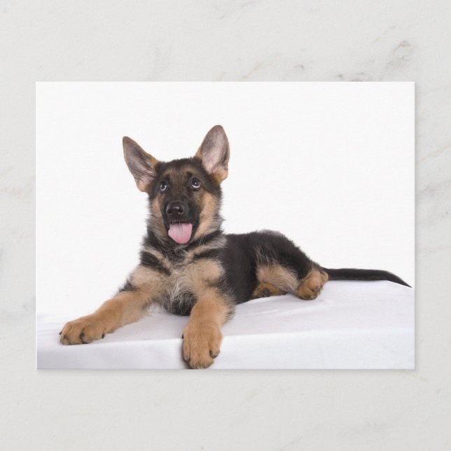 Cartão Postal german shepherd (Frente)