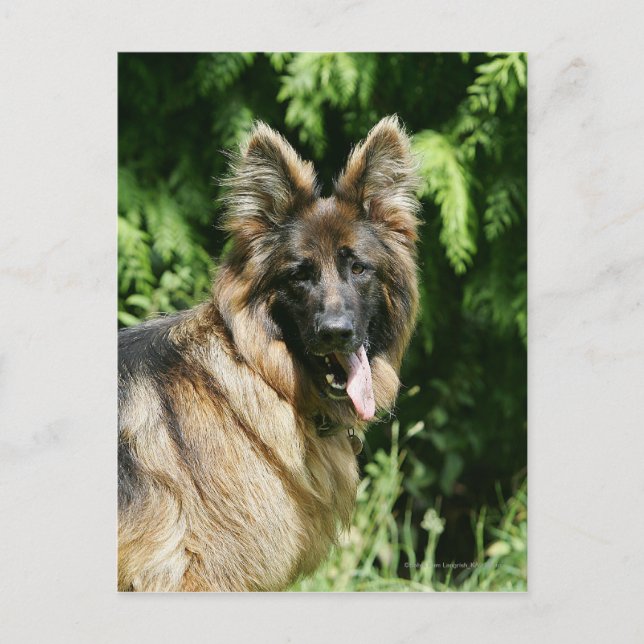 Cartão Postal German shepherd 1 De Cabelo Longo Marrom (Frente)