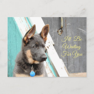 Cartão Postal German shepherd Azul Esperando Por Você