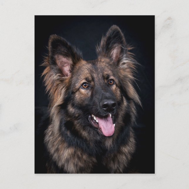 Cartão postal, German shepherd bonitinho Cão Alsac (Frente)