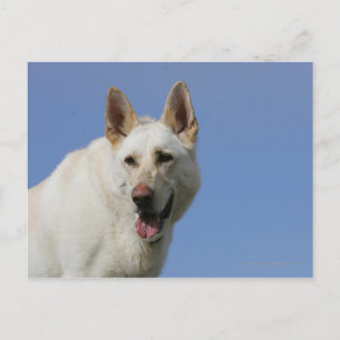 Cartão Postal German shepherd branco