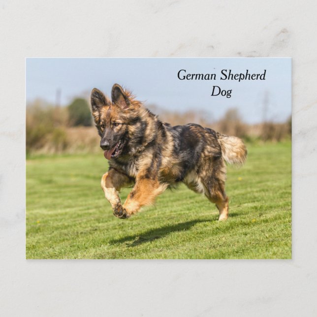 Cartão postal German shepherd Cachorro Alsaciano (Frente)