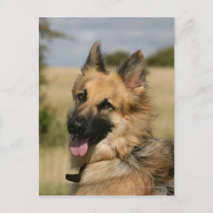 Cartão Postal German shepherd com a língua para fora
