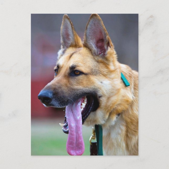Cartão Postal german shepherd com língua longa (Frente)