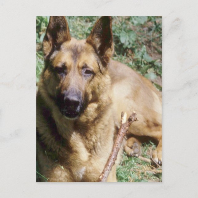 Cartão Postal German shepherd de aninhamento (Frente)