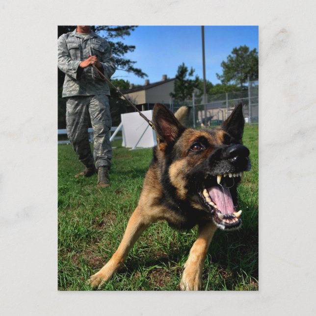 Cartão Postal German shepherd de Barco (Frente)