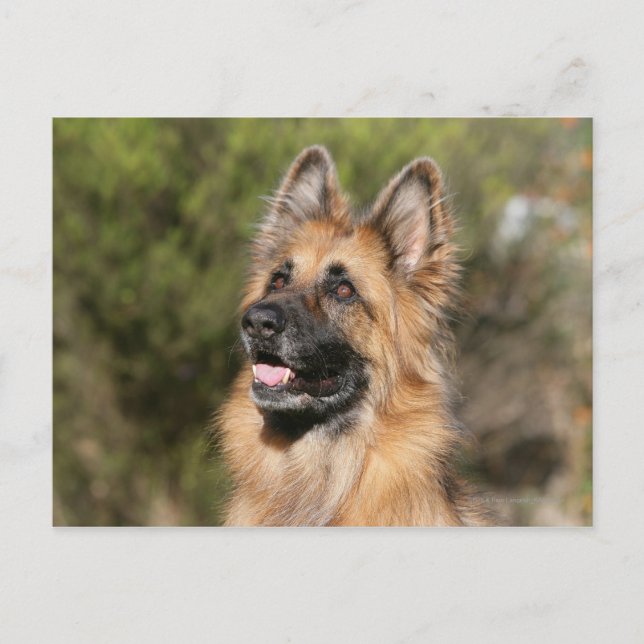 Cartão Postal German shepherd de longo curso 1 (Frente)