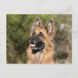 Cartão Postal German shepherd de longo curso 1