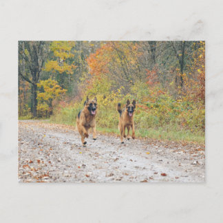 Cartão Postal German shepherd gêmeos nas Folhas do outono