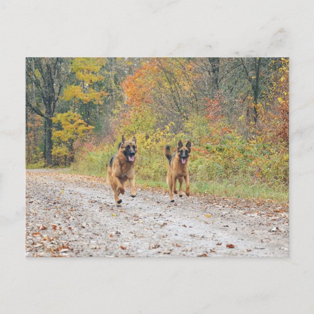 Cartão Postal German shepherd gêmeos nas Folhas do outono (Frente)