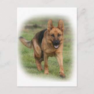 Cartão Postal German shepherd "Gilla"