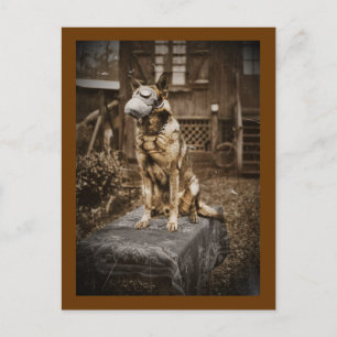 Cartão Postal German shepherd na máscara de gás