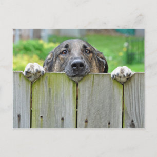 Cartão Postal german shepherd olhando sobre a cerca