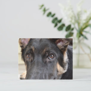Cartão Postal german shepherd por Shirley Taylor