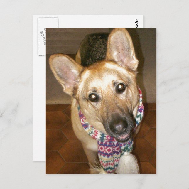 Cartão Postal German shepherd preto e bronzeado Adorável (Frente/Verso)