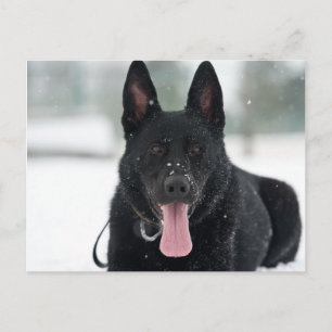 Cartão Postal german shepherd preto na neve