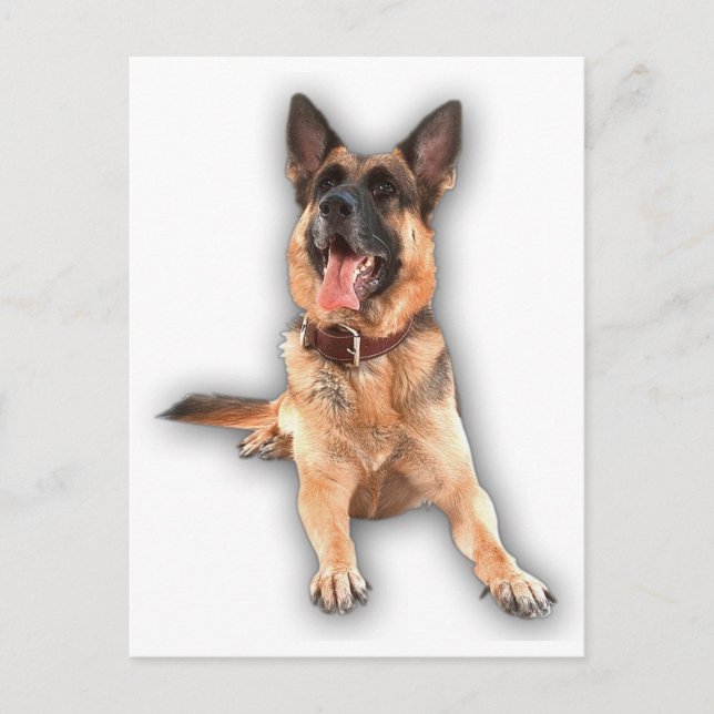 Cartão Postal German shepherd rindo (Frente)