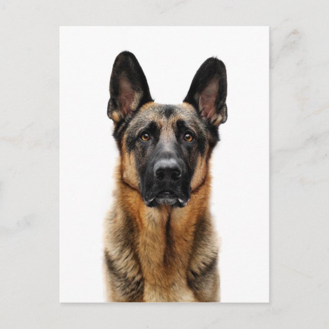 Cartão Postal German shepherd Sentado (Frente)