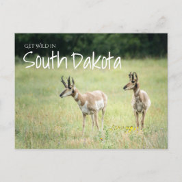 Cartão Postal Get Wild em Dakota do Sul