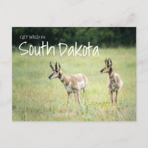 Cartão Postal Get Wild em Dakota do Sul