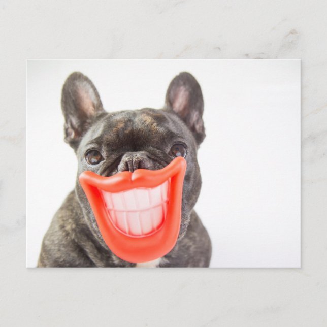 Cartão Postal Getty Images | Um Cachorro Sorridente (Frente)