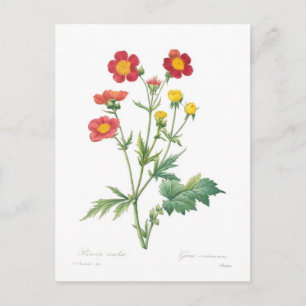 Cartão Postal Geum coccineum